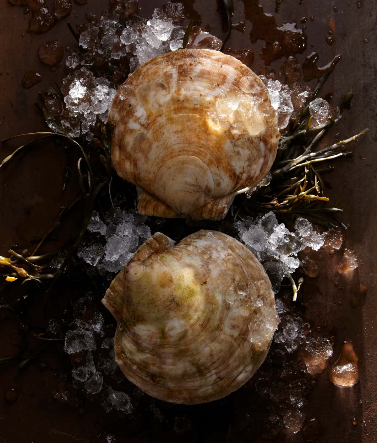 Scallops recipe served on a plate, by Via Carota Scallops recipe served on a plate, by Via Carota