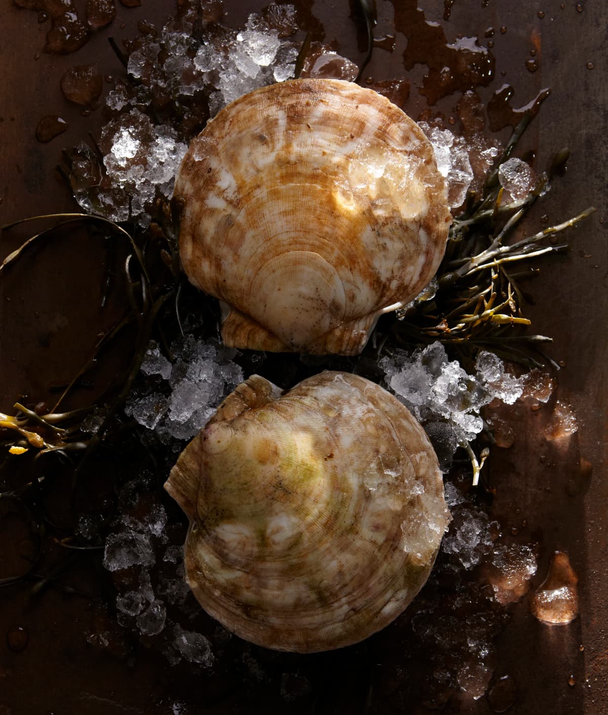 Scallops