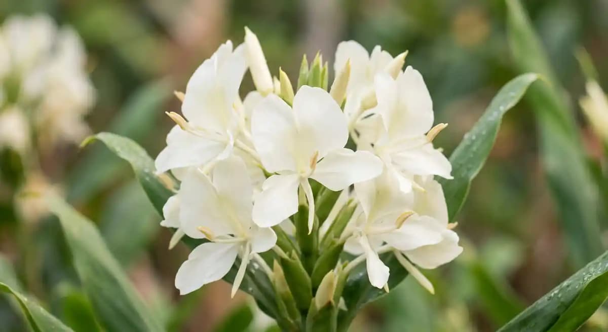 Creamy White Ginger