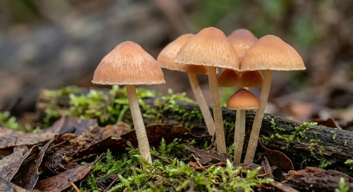 Sydney 'Shrooms