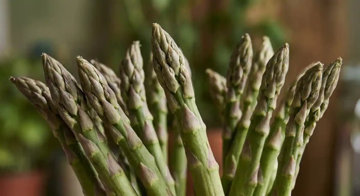 Asparagus