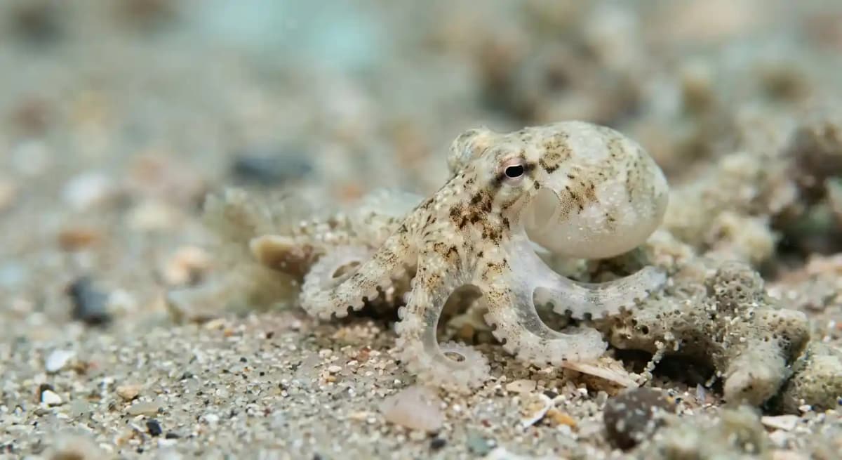 Baby Octopus