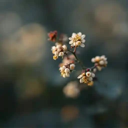 Sekushi Seasonal