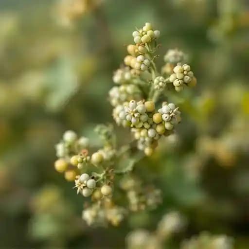 Pinot Gris / Pinot Blanc